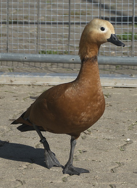俱乐部已赢
